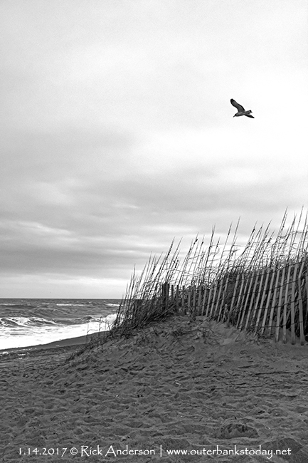Seagull flying over Sand Dune on the Outer Banks.