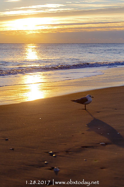 Seagull standing by the seashore at sunrise in Nags Head, NC