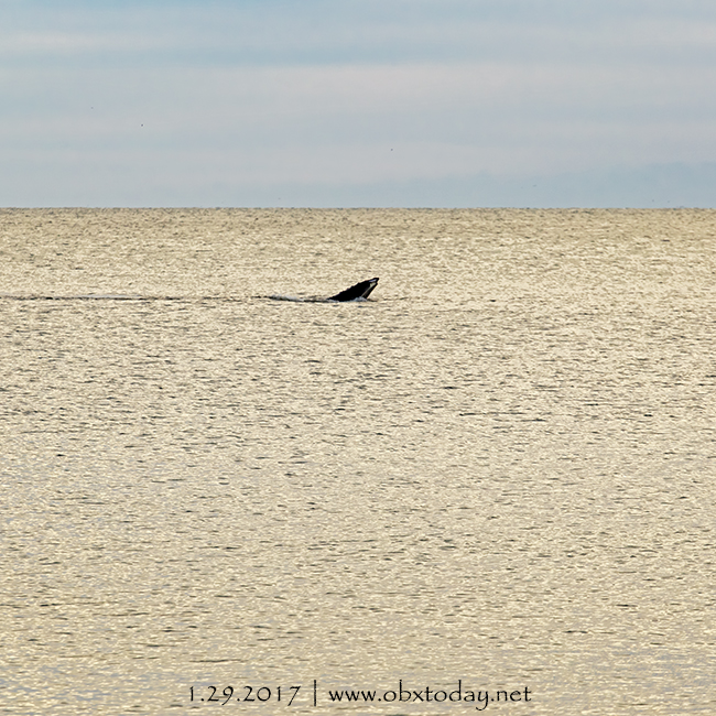 A Humpback Whale surfacing jusst off the beach in Kill Devil Hills